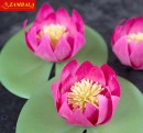 MƯỜI NGÀN ĐÓA HOA SEN GIẤY